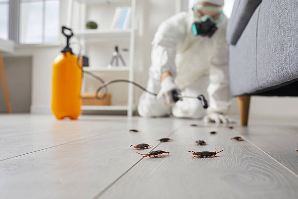 Trusted Termite Control service in South Nyack, NY - Nex Pest Control